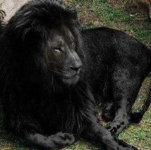 Meet your Posher, Marko